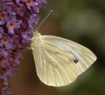 Plancia ëd Pieris napi (Linnaeus 1758)