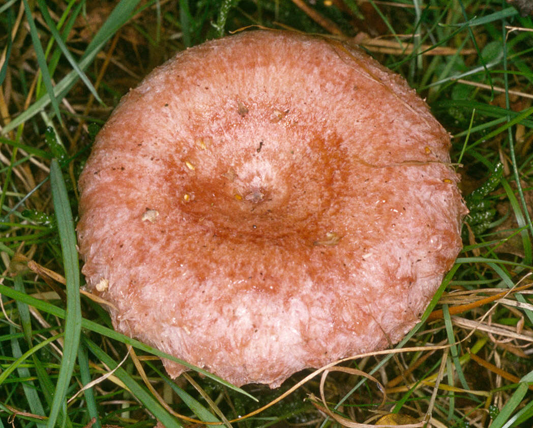 Image of Woolly Milkcap