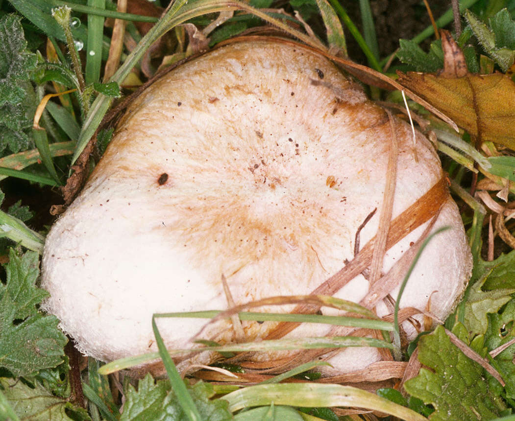 Image of Woolly Milkcap