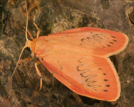 Image of rosy footman