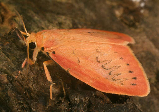 Image of rosy footman