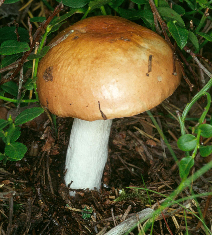 Image of Russula decolorans (Fr.) Fr. 1838