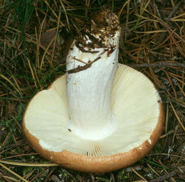 Image of Russula decolorans (Fr.) Fr. 1838