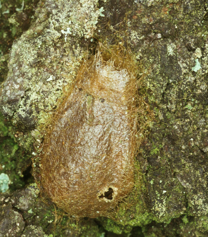 Image of Saturnia subgen. Eudia Jordan 1911