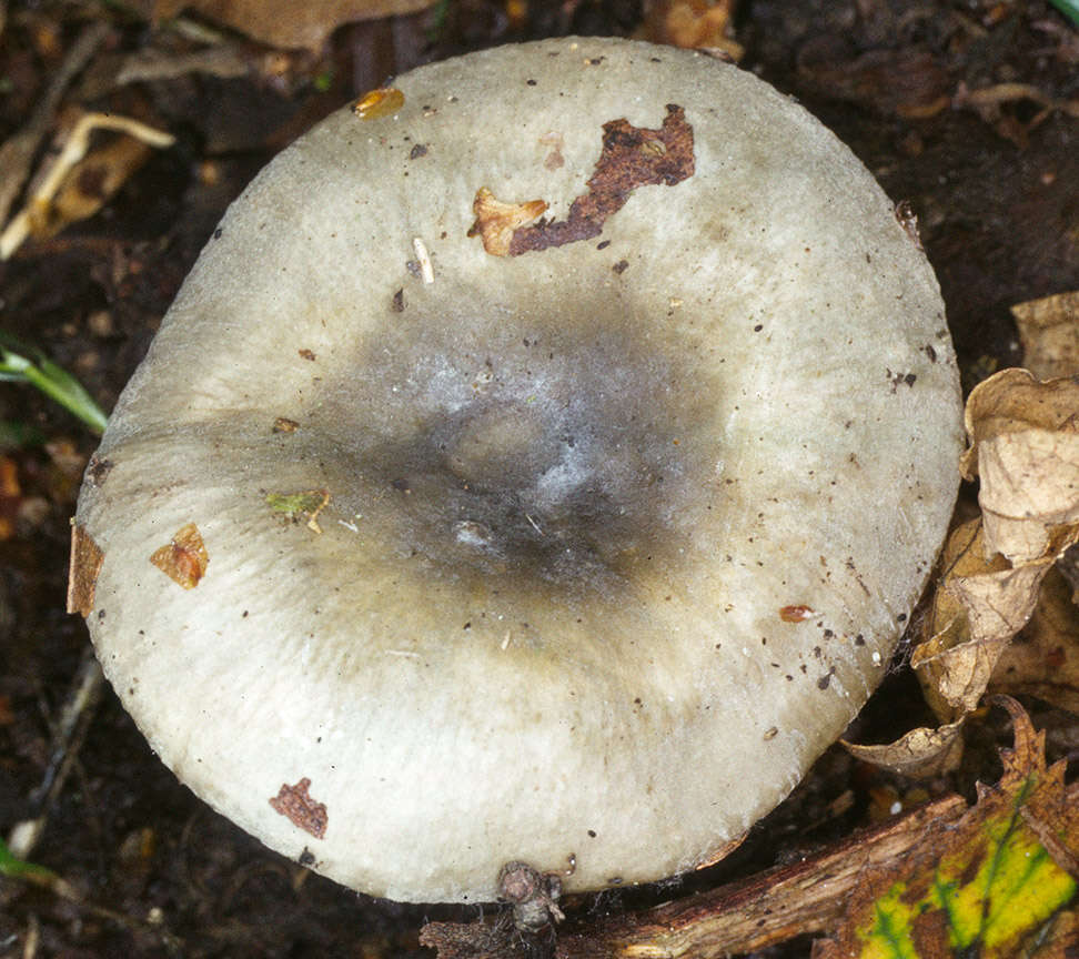 Image of Russula parazurea Jul. Schäff. 1931