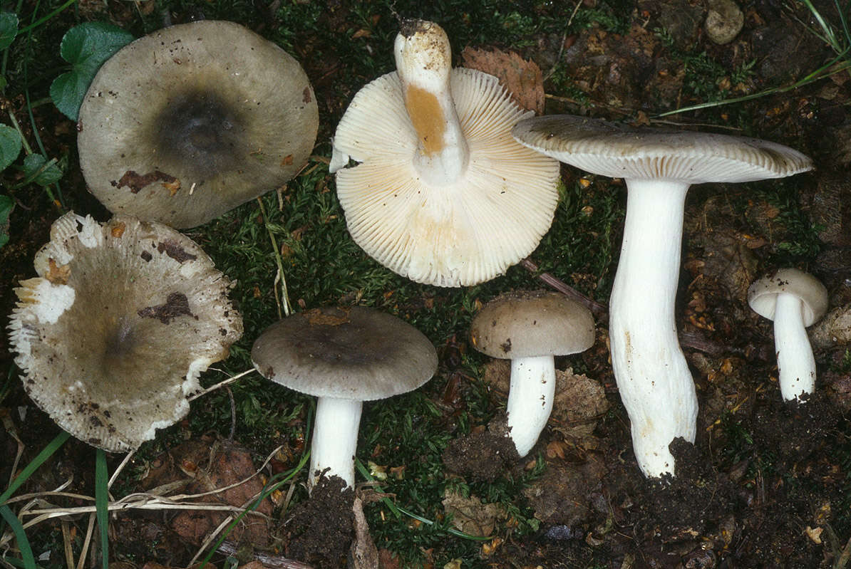 Image of Russula parazurea Jul. Schäff. 1931