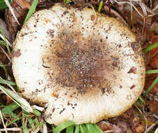 Image of Russula sororia (Fr.) Romell 1891