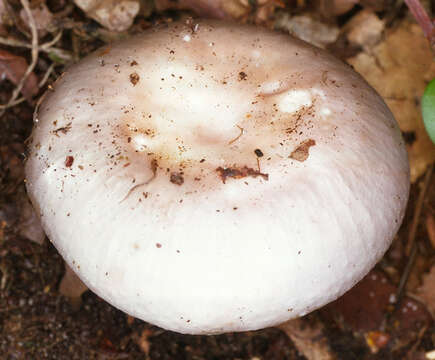 Image of Russula vesca Fr. 1836