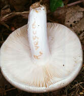 Image of Russula vesca Fr. 1836