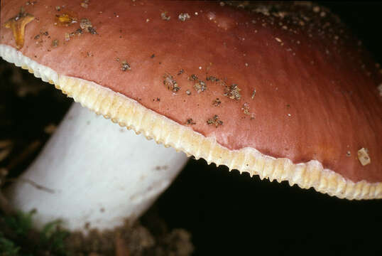 Image of Russula vesca Fr. 1836