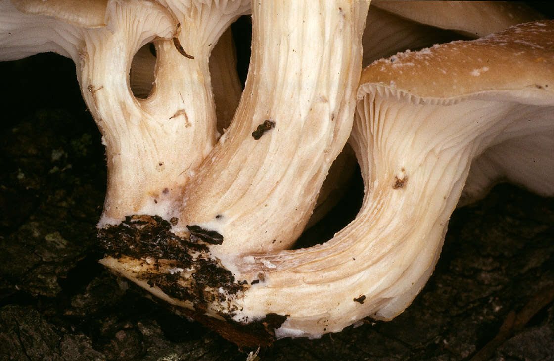 Image of Branched Oyster Mushroom