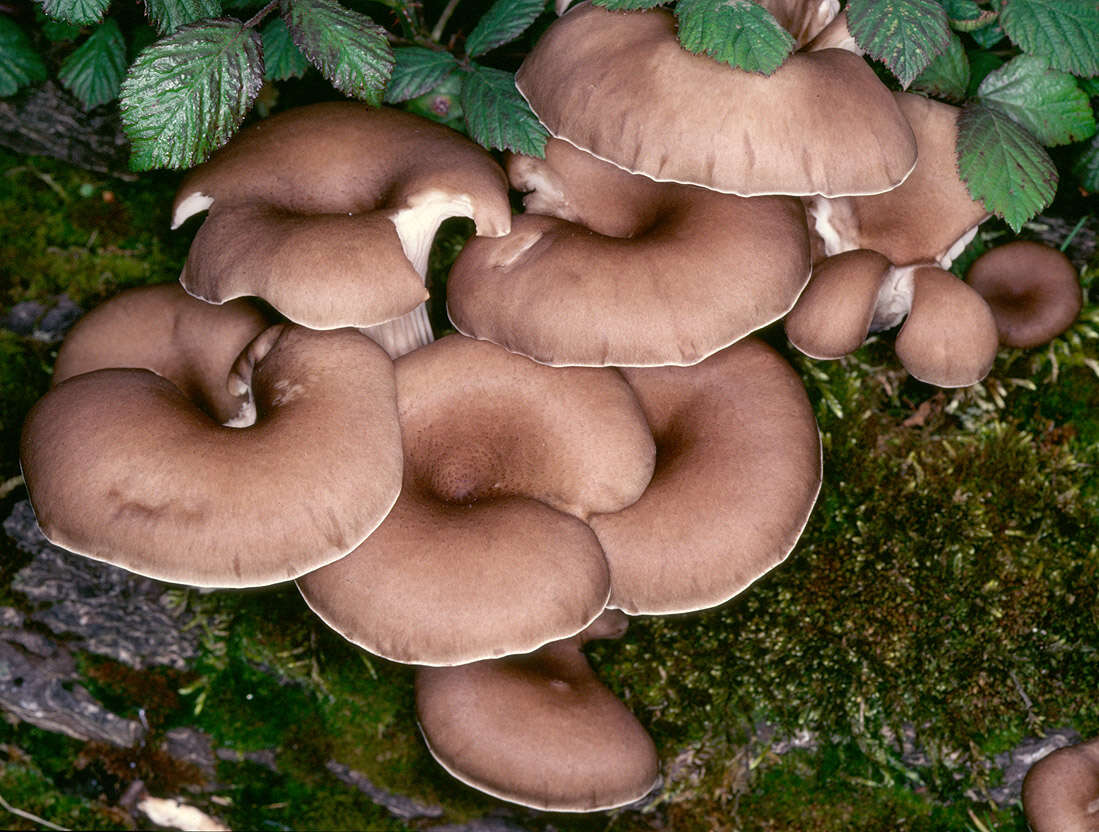 Image of Branched Oyster Mushroom