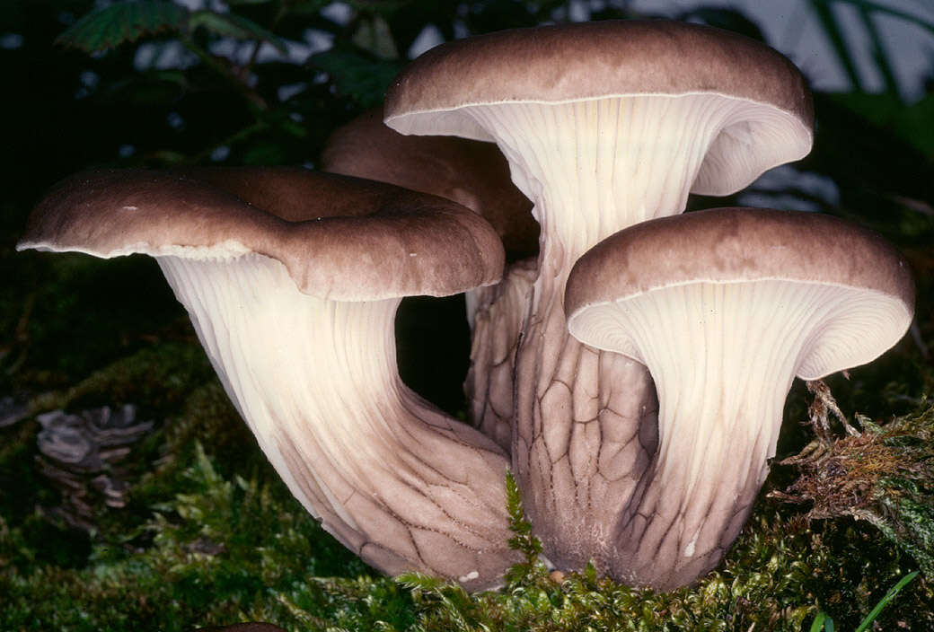 Image of Branched Oyster Mushroom