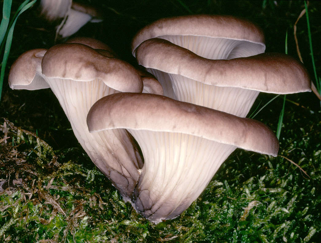 Image of Branched Oyster Mushroom