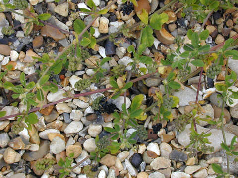 Image of black medick