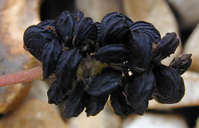 Image of black medick