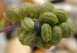 Image of black medick