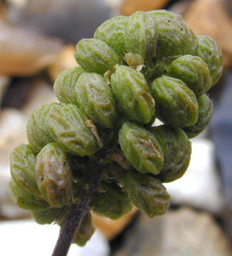 Image of black medick