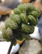 Image of black medick