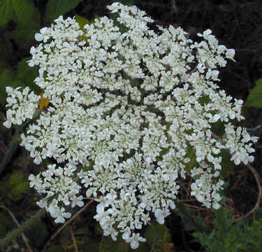 Daucus carota subsp. carota resmi