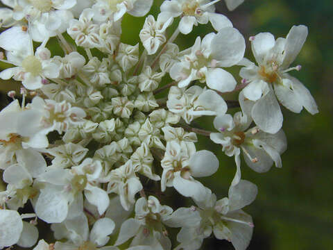 Daucus carota subsp. carota resmi