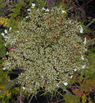 Daucus carota subsp. carota resmi