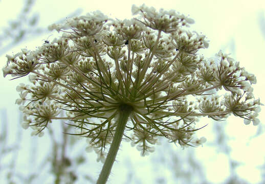 Daucus carota subsp. carota resmi