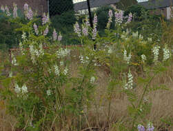 Plancia ëd Galega officinalis L.