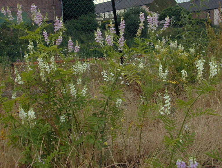 Plancia ëd Galega officinalis L.