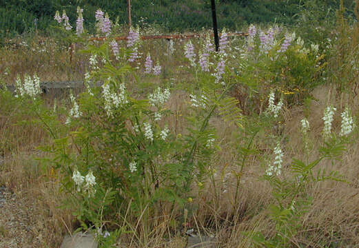 Plancia ëd Galega officinalis L.