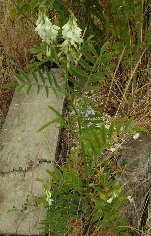 Plancia ëd Galega officinalis L.