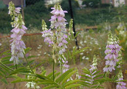 Plancia ëd Galega officinalis L.