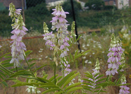 Plancia ëd Galega officinalis L.