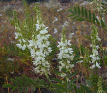 Plancia ëd Galega officinalis L.