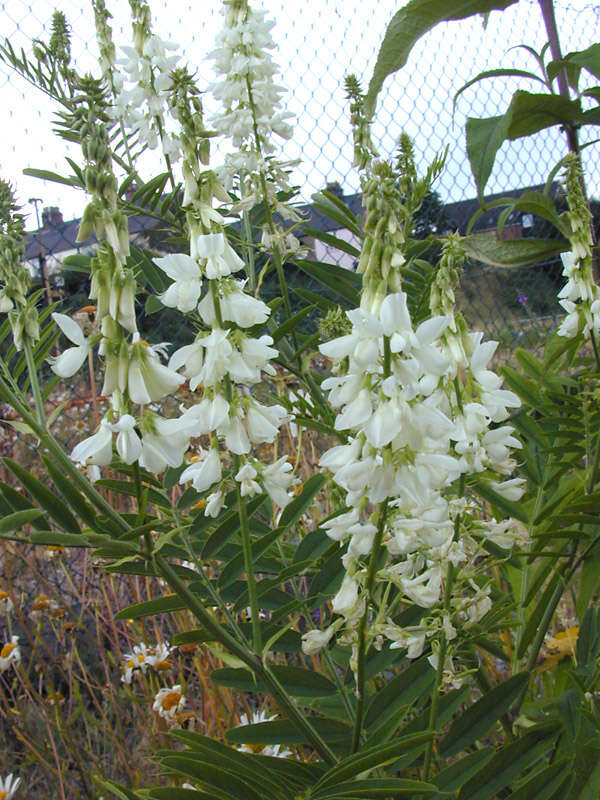 Plancia ëd Galega officinalis L.