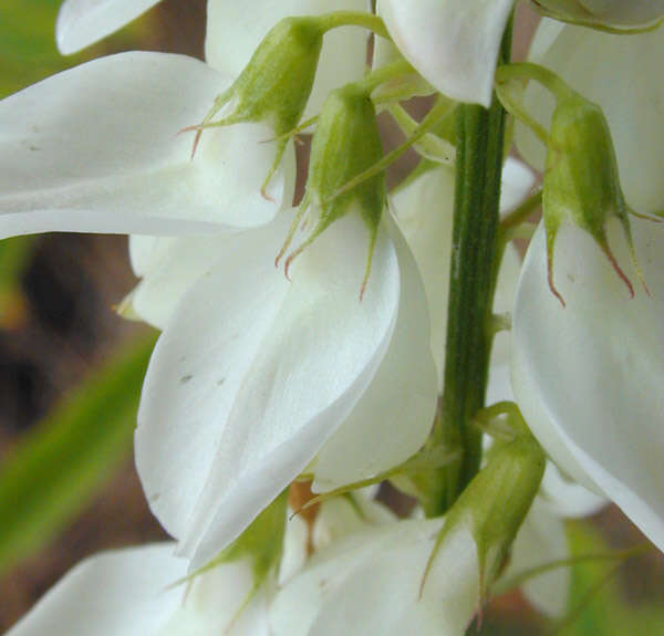 Plancia ëd Galega officinalis L.