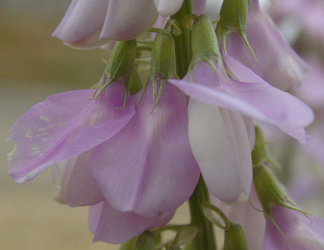 Plancia ëd Galega officinalis L.