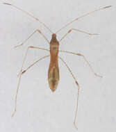 Image of Hemiptera