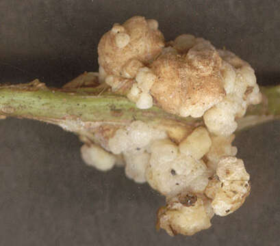 Image of Agrobacterium rubi