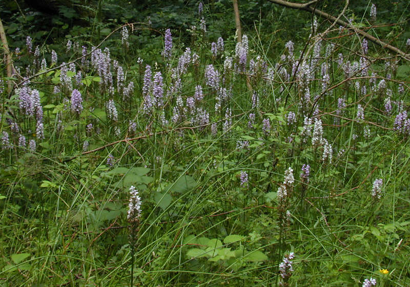 Image of Common spotted orchid