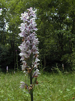 Image of Common spotted orchid