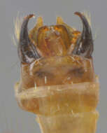 Image of Ceraclea (Athripsodina) dissimilis (Stephens 1836)