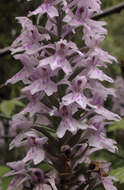 Image of Common spotted orchid