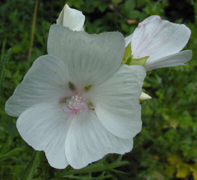 Image of musk mallow