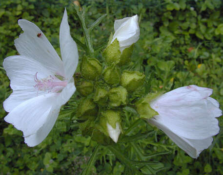 Image of musk mallow