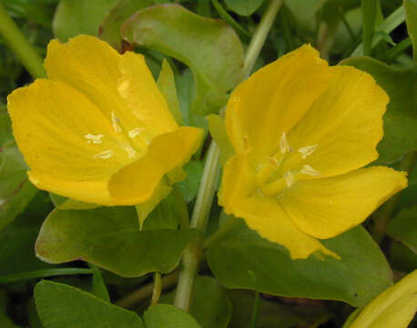 Image of creeping jenny