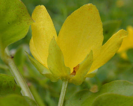 Image of creeping jenny