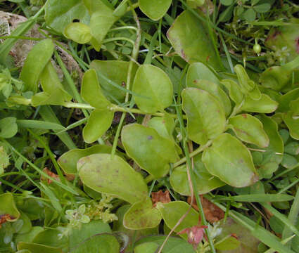 Image of creeping jenny