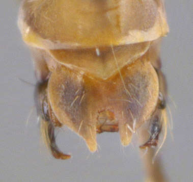 Image of Ceraclea (Athripsodina) dissimilis (Stephens 1836)