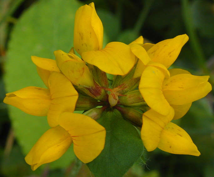 Imagem de Lotus pedunculatus Cav.